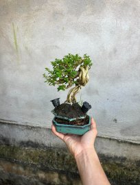 Sam hương siu mini
