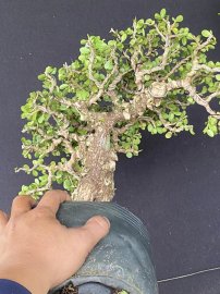 Sam trái bay rồi sẽ bay về đâu