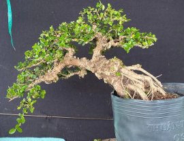 Sam trái bay rồi sẽ bay về đâu