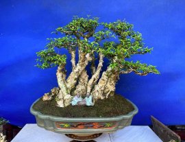 Cụm rừng mct lá Trung