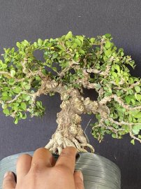 Sam trái, cây lực và già mà giá mềm
