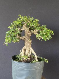 Sam trái, cây lực và già mà giá mềm