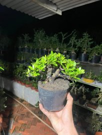 Tàn thiên nhiên già khú trang vàng