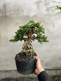 Đế đẹp thân to tàn già là những gì e sam trái đang sở hữu