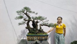 Phi lao: Dòng cây ưa thích của em