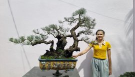 Phi lao: Dòng cây ưa thích của em