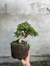 Đường thân điệu đà quá ae