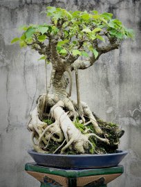 Cây bồ đề già lá nhỏ đọt đỏ