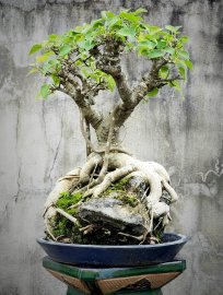 Cây bồ đề già lá nhỏ đọt đỏ