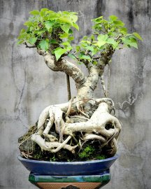 Cây bồ đề già lá nhỏ đọt đỏ