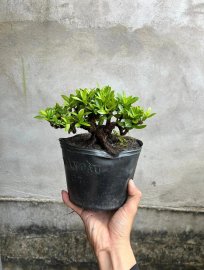 Trang vàng siu mini lùn lực giá mềm xèo