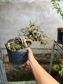Già tê tái sam trái