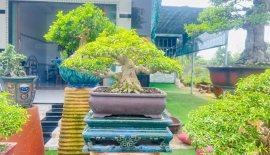 Mai chiếu thủy