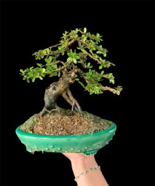 Hải chây sông cầu quái chậu tàu xịn xò