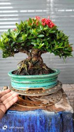 Trang đỏ lùn lực
