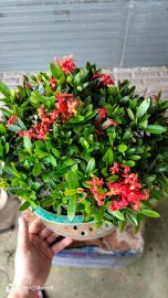 Trang đỏ lùn lực