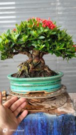 Trang đỏ lùn lực