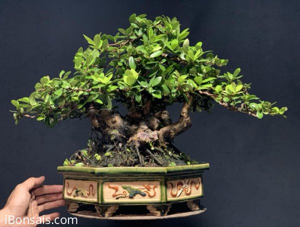 Bệ hải châu già cù chậu lục giác mỏng 1 người bê