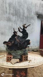 Cẩm thị