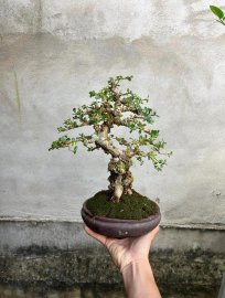 Full lá với trái nữa thì đẹp