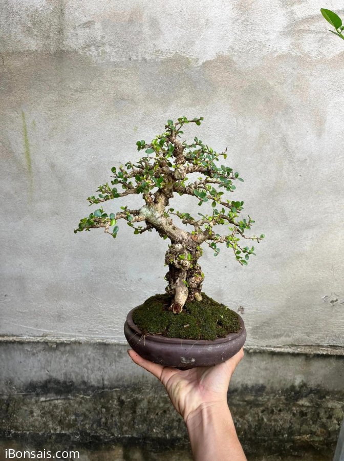 Full lá với trái nữa thì đẹp