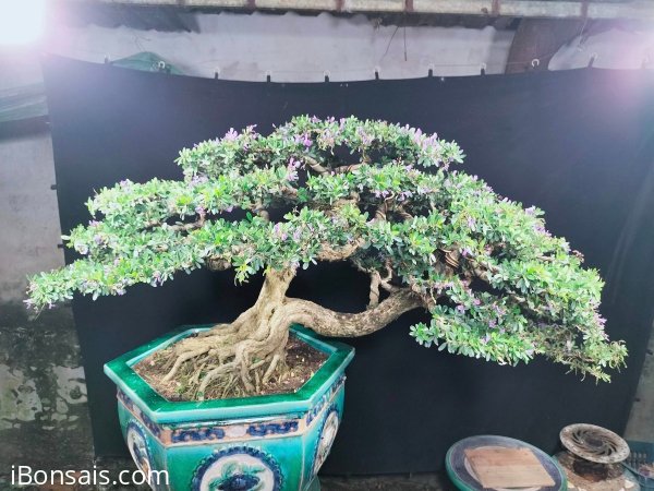 Linh sam đa ưu điểm