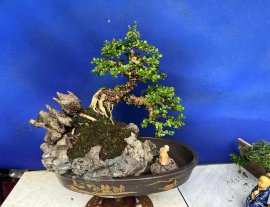 Cây 1 người bê lâu nặng tay