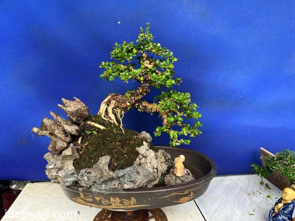 Cây 1 người bê lâu nặng tay