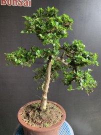 Cuối tuần gl sam núi trái
