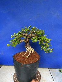 Thêm 1 cây sam trái giá mềm