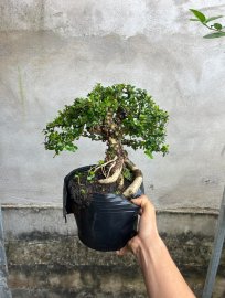 Giá mềm xèo sam trái