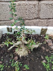 Bonsai thùng sốp