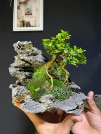 Tiểu cảnh sam núi siêu mini già thuần mấy năm trên đá