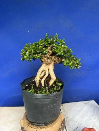Sam trái mini