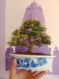 Mai chiếu thủy