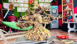 Da đen lá lớn