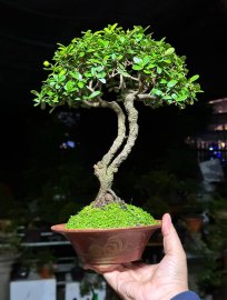 Hải châu sông cầu dòng lá nhỏ