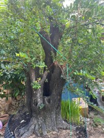 Cẩm thị khủng
