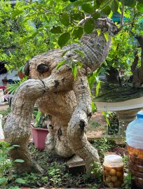 Bộ 3 cóc khai thác