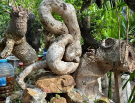 Bộ 3 cóc khai thác