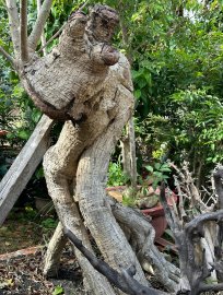 Bộ 3 cóc khai thác
