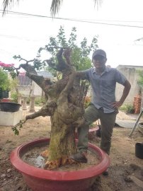 Cây duối khủng