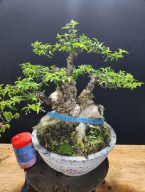 Mai chiếu thủy nu mặt khỉ lùn lục h43
