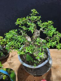 Mai chiếu thủy nu mặt khỉ lùn lục h43
