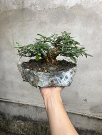Thanh lý vài trăm bao ship linh sam lùn lực