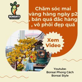Chăm sóc mai vàng hàng ngày p2 , bán quá đắc hàng , vô phôi đẹp quá