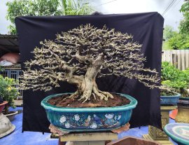 Linh sam song hinh 