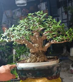 Mai chiếu thủy