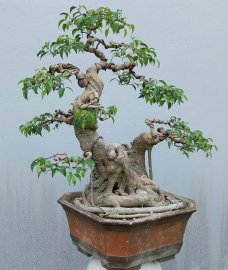 Ficus benjamina tree