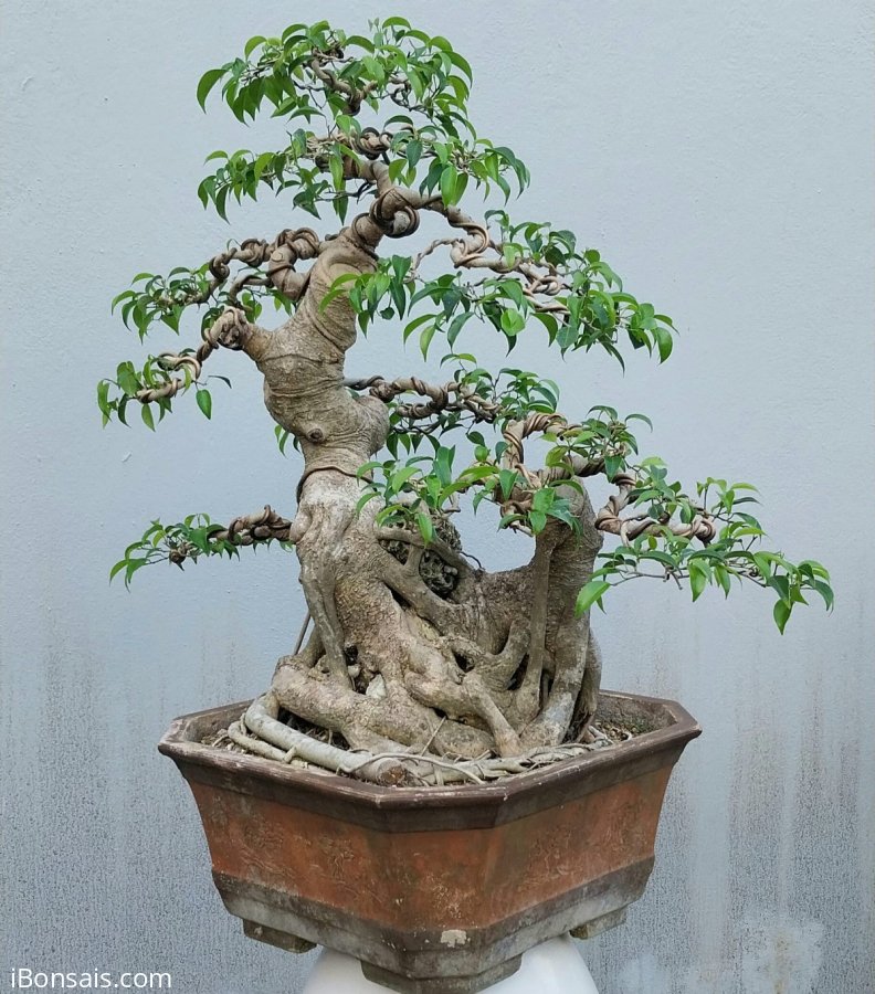 Ficus benjamina tree